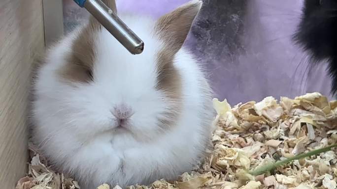 镜头合集侏儒兔宠物兔长毛兔垂耳兔兔子