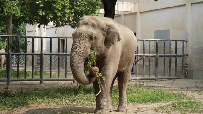 镜头合集正在进食的非洲象大象野生保护动2