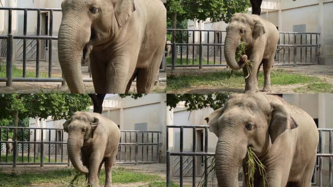 镜头合集正在进食的非洲象大象野生保护动2