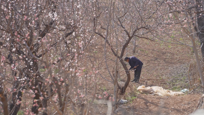 4K 春暖花开山区果农锄草劳动整理田地