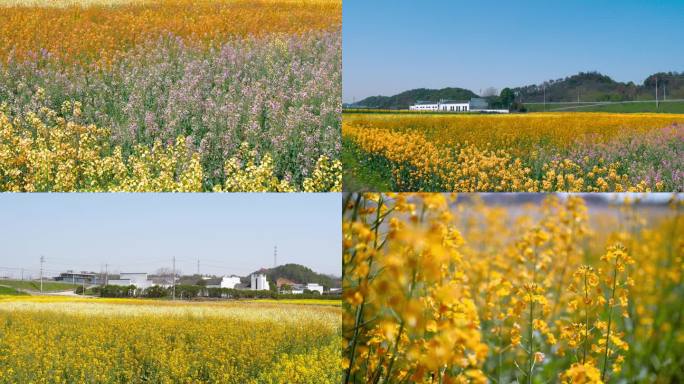 春天油菜花田野蜜蜂菜花蜜