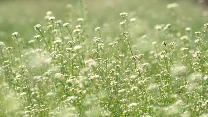 春天野菜荠菜花