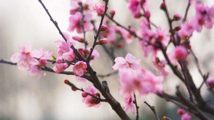 三月桃花开花朵娇艳唯美自然