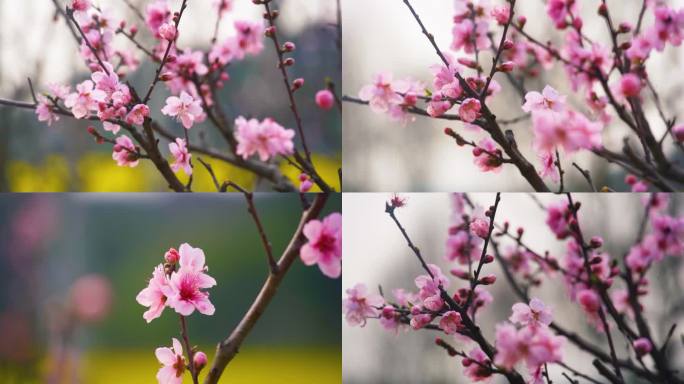 三月桃花开花朵娇艳唯美自然