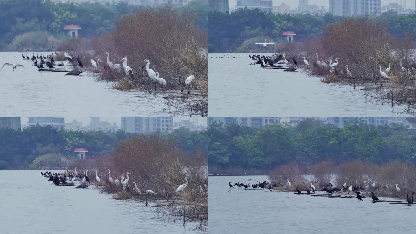 厦门杏林湾水库集美湖白鹭鸬鹚群生态环境