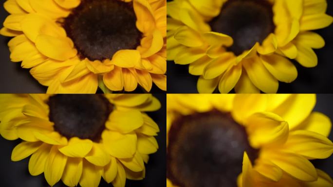 镜头合集微距向日葵花瓣花蕊花朵向阳花3