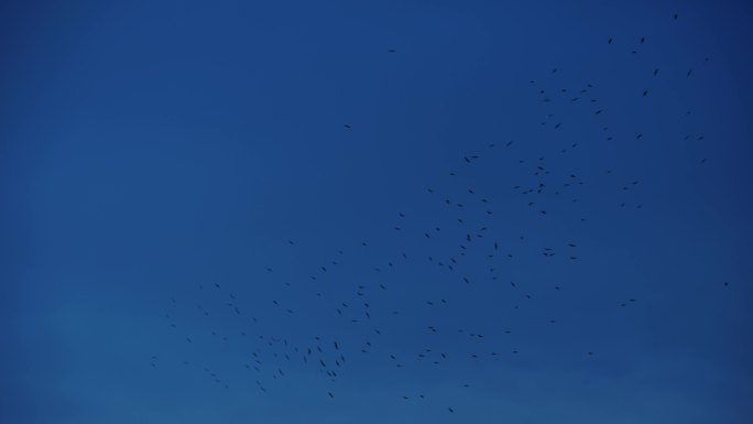 鸟群在天空聚集 变幻形态