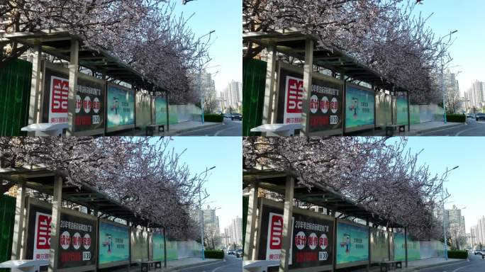 航拍  公交车站牌 春天 樱花