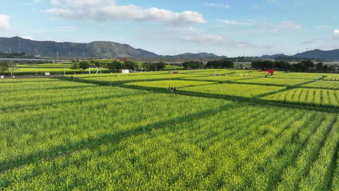 深圳光明区油菜花航拍