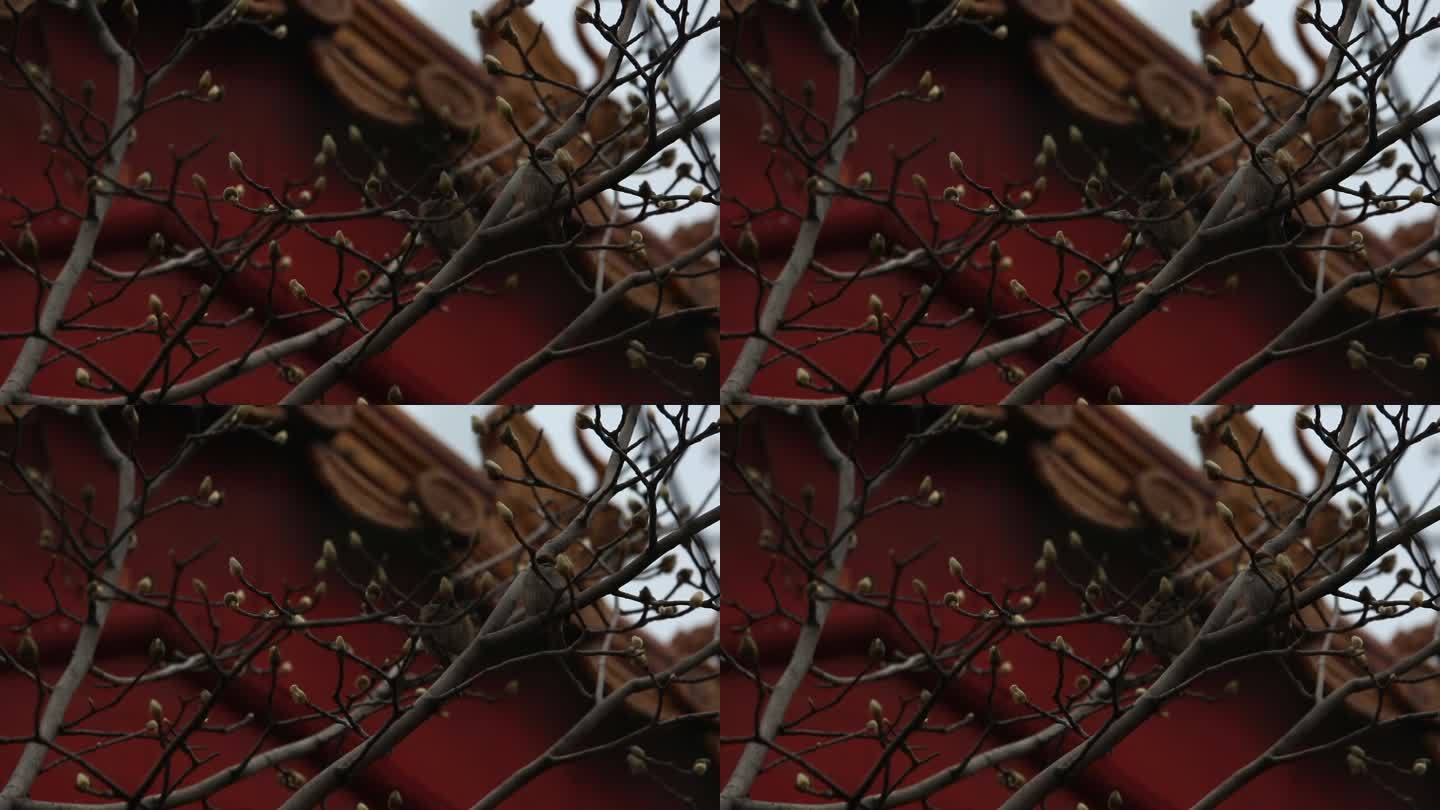 北京红墙前树枝上的麻雀
