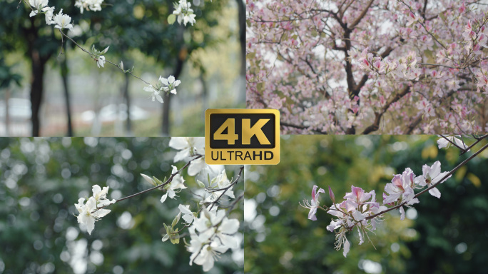 4K唯美盛开的异木棉紫荆花春天