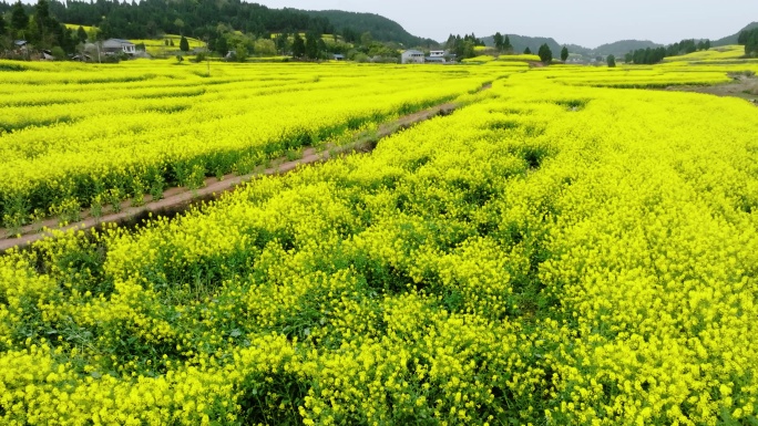 航拍千亩生态壮观油菜花