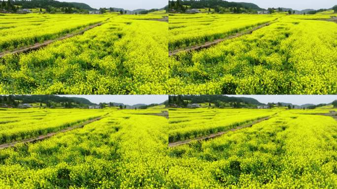 航拍千亩生态壮观油菜花