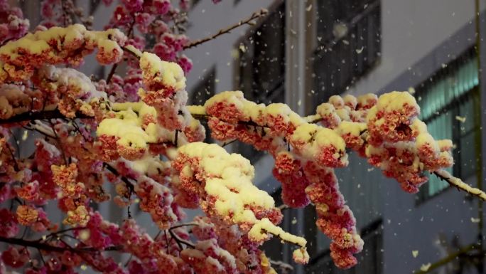 樱花盛开遇大雪纷飞