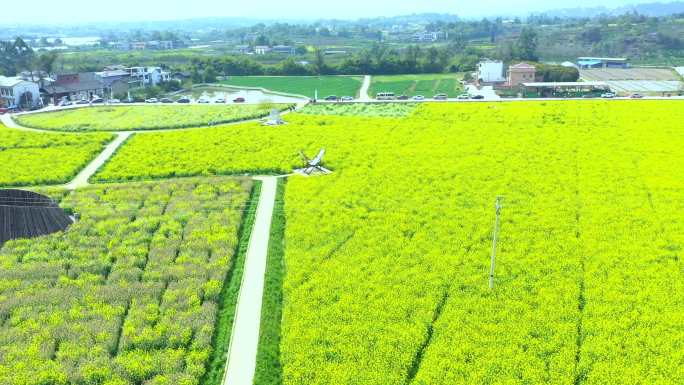 航拍油菜花海美丽乡村三农