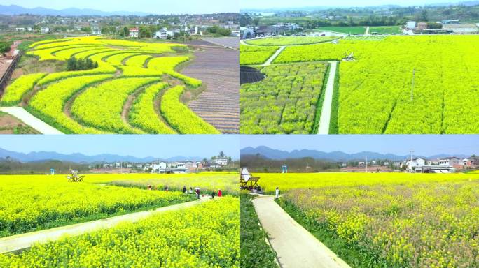 航拍油菜花海美丽乡村三农