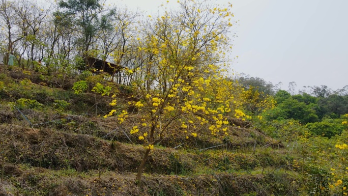 黄花风铃花