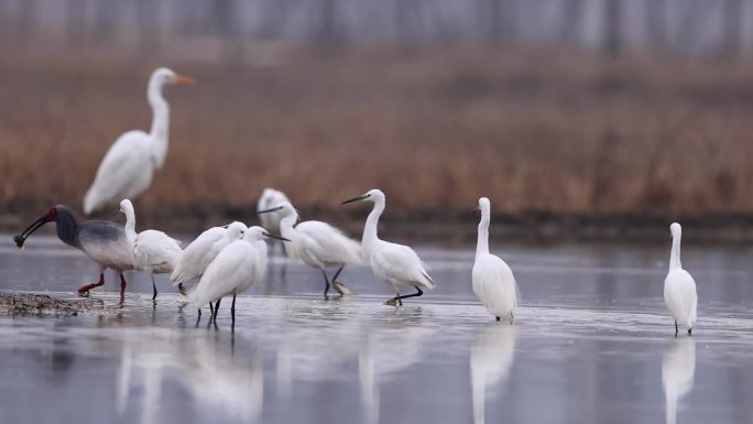 白鹭、朱鹮觅食泥鳅