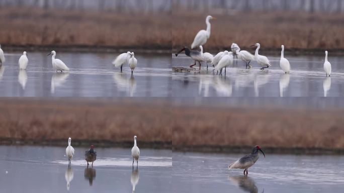 白鹭、朱鹮觅食泥鳅