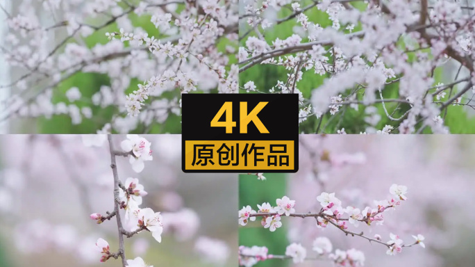 【4K】春天盛开的桃花