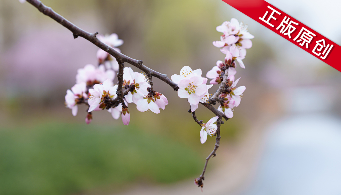 【4K】春天盛开的桃花