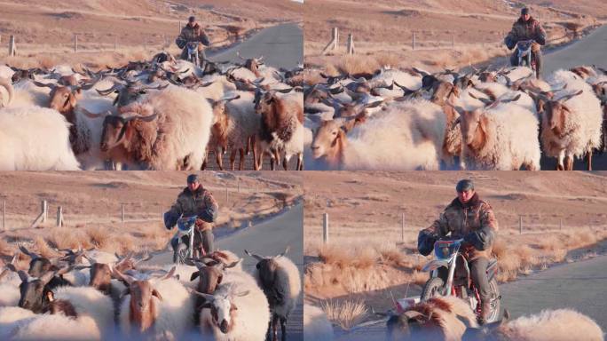 骑摩托放羊的牧人