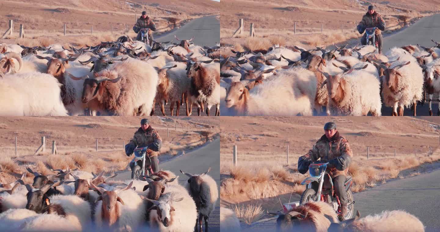 骑摩托放羊的牧人