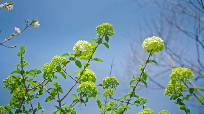 春日 梅花 桃花 樱花 校园 春景 春分