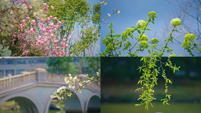 春日 梅花 桃花 樱花 校园 春景 春分