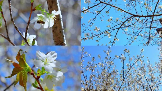 蜜蜂采蜜白色梨花