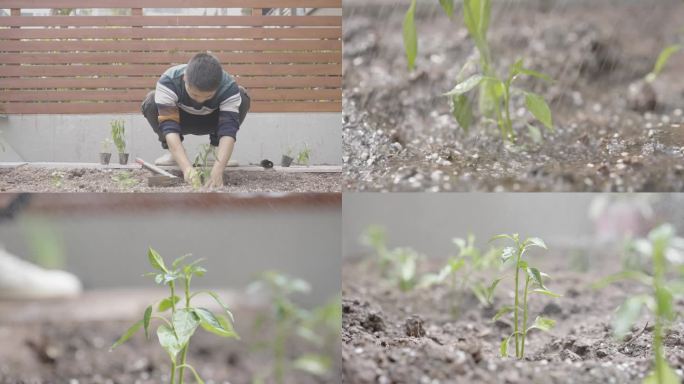 菜园花园种菜种辣椒菜苗浇水