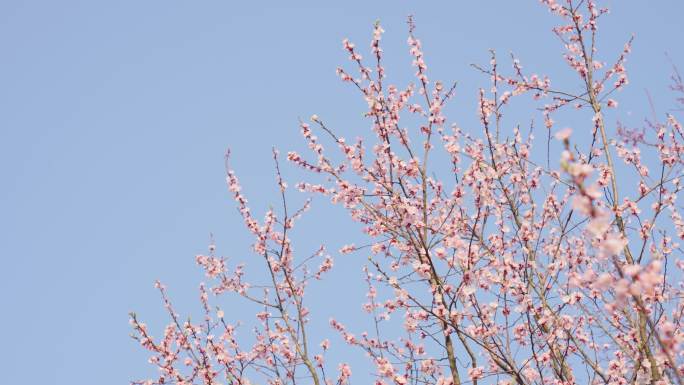 杏花 春暖花开