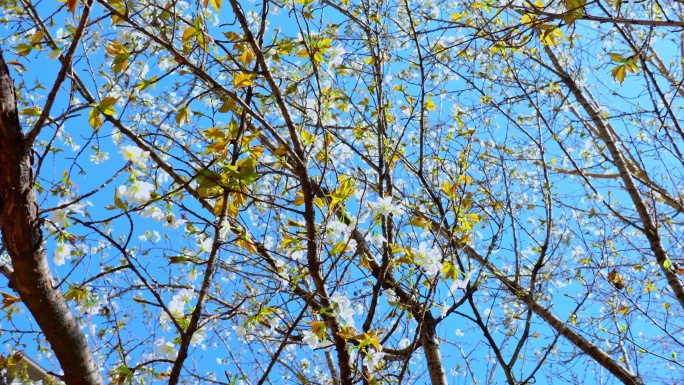 满树梨花盛开