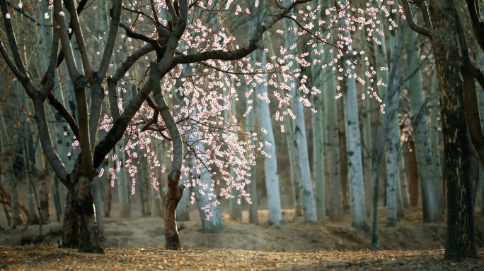 山桃花盛开