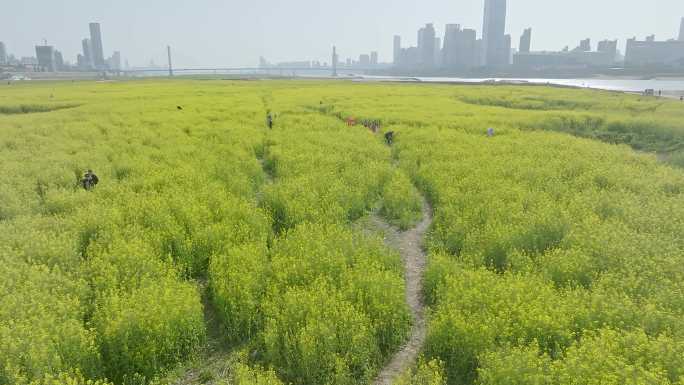 南昌扬子洲油菜花4