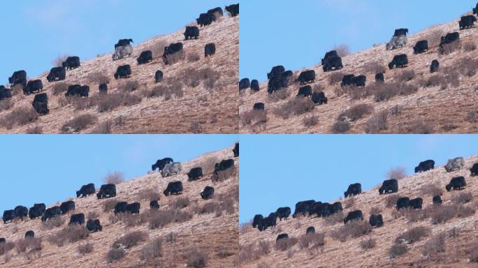 山顶牧场吃草的牦牛群