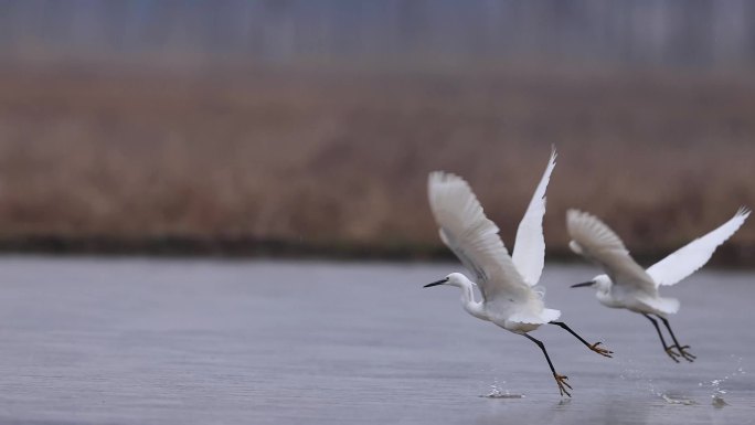 白鹭吃泥鳅