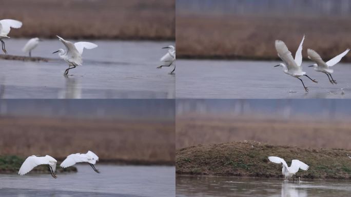 白鹭吃泥鳅