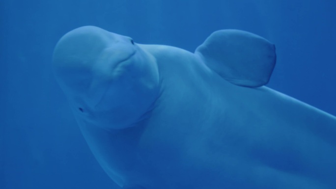 白鲸表演海洋馆海底世界