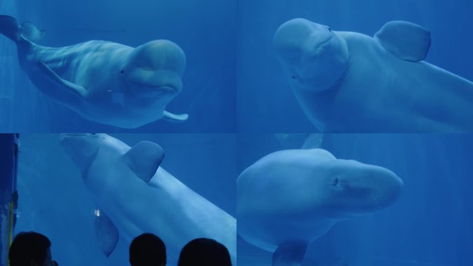 白鲸表演海洋馆海底世界