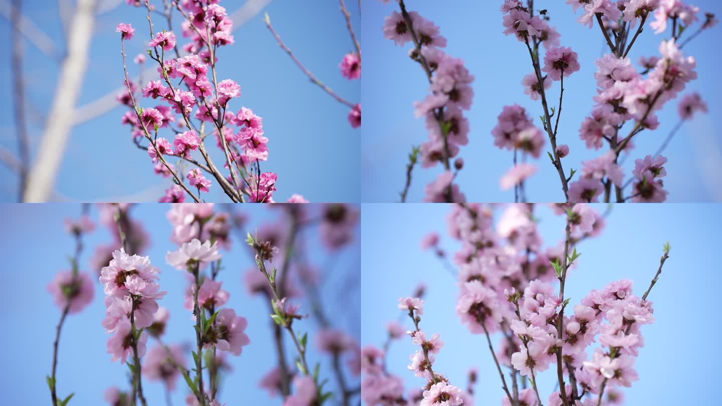 春天粉色桃花盛开蓝天白天春天气息4K