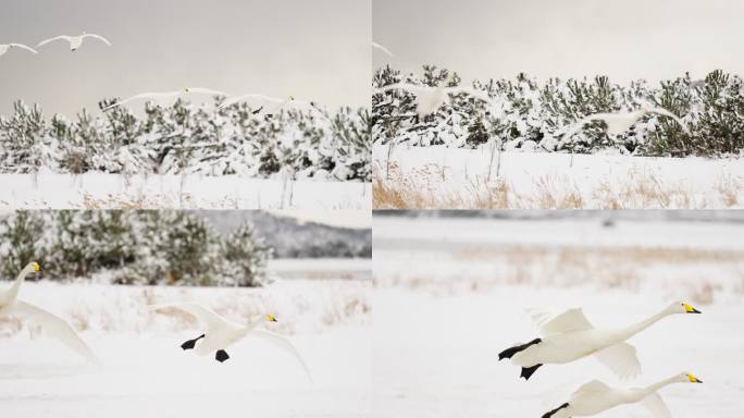 4k慢动作白天鹅飞翔雪景湖景冬日分镜素材