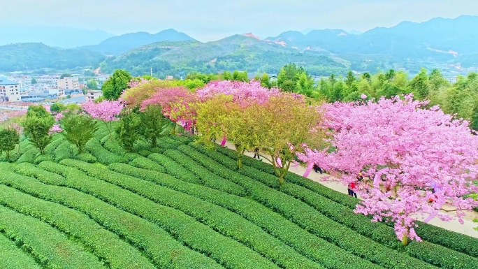 4k航拍漳平永福樱花茶园