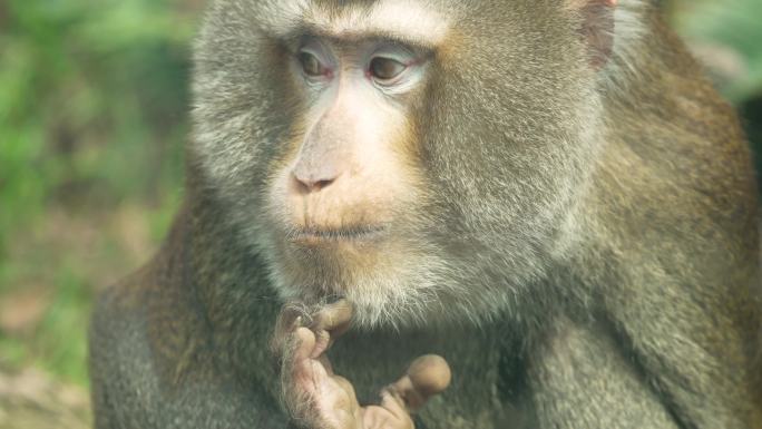 灵长动物猴子特写镜头近距离拍摄灵长猴表情