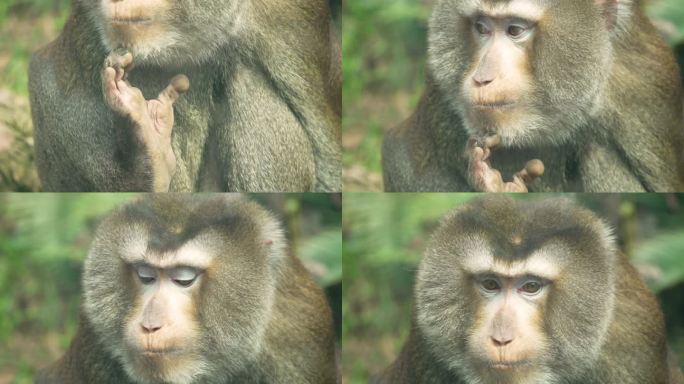 灵长动物猴子特写镜头近距离拍摄灵长猴表情