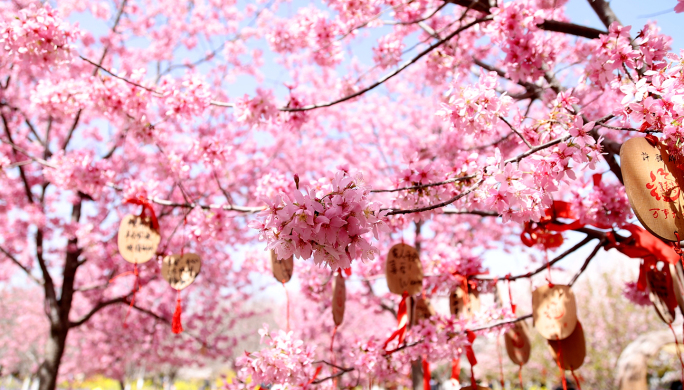 挂满许愿牌的粉色樱花树 樱花祈福许愿树