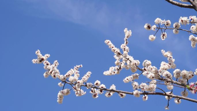 唯美梨花枝头伸向天空 花枝招展 蜜蜂采蜜