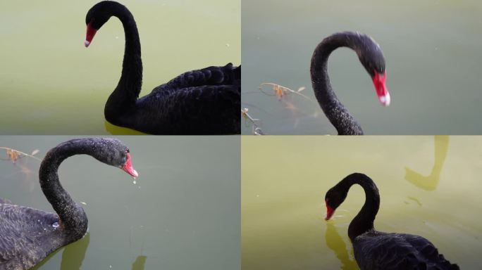 镜头合集野生动物保护动物黑天鹅水鸟水3