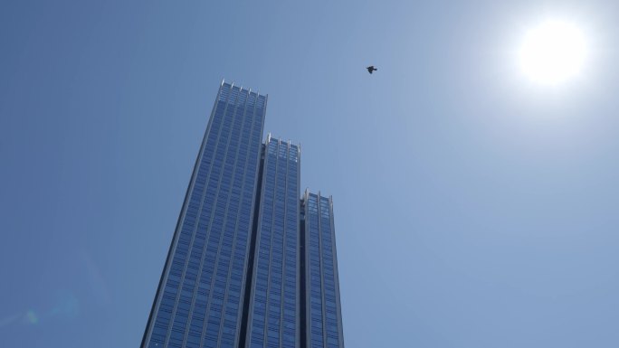 鸟儿自由飞翔越过高楼大厦
