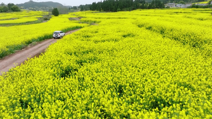 航拍千亩生态壮观油菜花